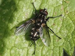 Rhinomorinia sarcophagina