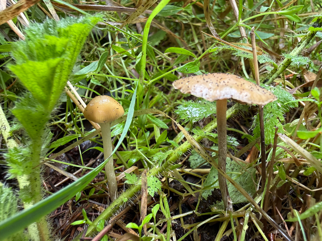 Psilocybe aztecorum · August 2026 · photo: Photo: (c) Michael Tidwell, some rights reserved (CC BY) · iNaturalist