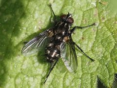 Rhinomorinia sarcophagina