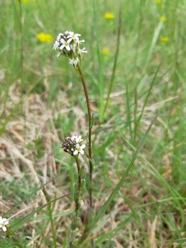 arábka chlpatá (Arabis hirsuta)