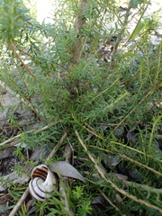 Agathosma stenopetala