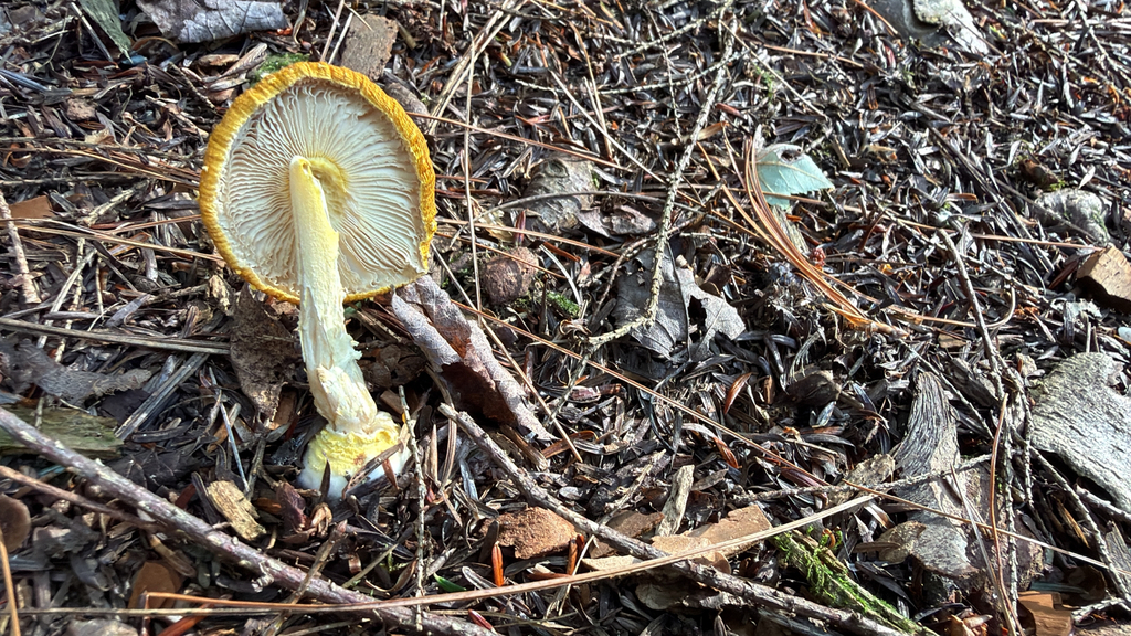Frost's Amanita · August 2026 · photo: Photo: no rights reserved · iNaturalist