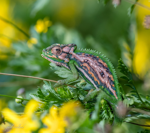 Cape Dwarf Chameleon, newlands,cape, photo 9 of 10