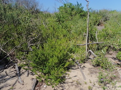 Agathosma stenopetala