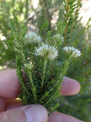 Agathosma stenopetala