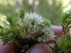 Agathosma stenopetala