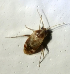 Hamatophylus guttulosus