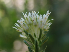 Agathosma stenopetala