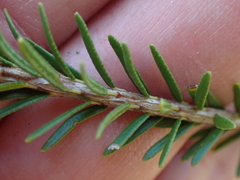 Agathosma stenopetala