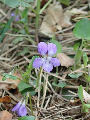 Viola nemoralis