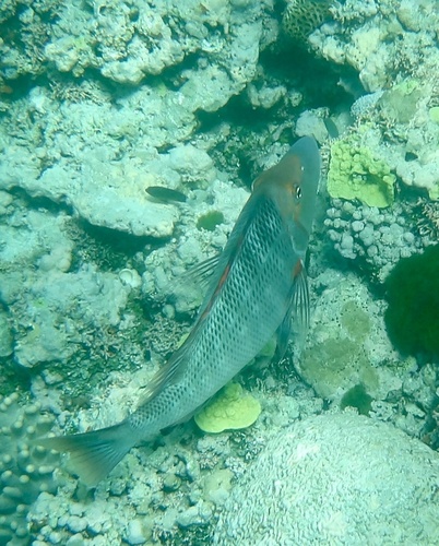 Lethrinus miniatus observed 2026-08-22
