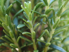 Agathosma stenopetala