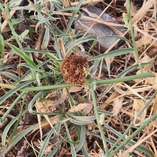 skeletonweed gall mite