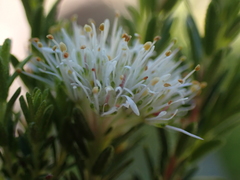 Agathosma stenopetala