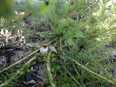 Agathosma stenopetala