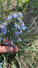 Mertensia lanceolata