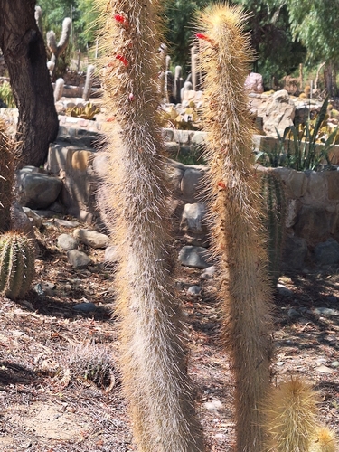 Cleistocactus hyalacanthus, photograph 5