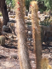Cleistocactus hyalacanthus, photograph (c) Rocío Esmeralda Pose, some rights reserved (CC BY)