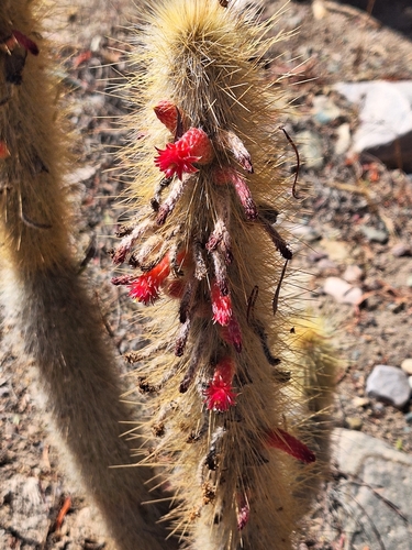 Cleistocactus hyalacanthus, photograph 6