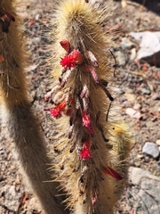 Cleistocactus hyalacanthus, photograph (c) Rocío Esmeralda Pose, some rights reserved (CC BY)