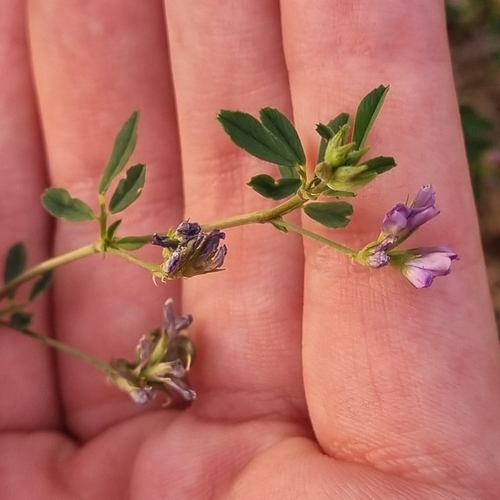 Alfalfa