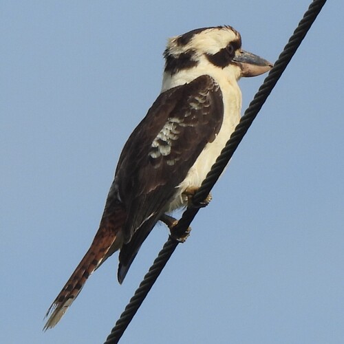Laughing Kookaburra