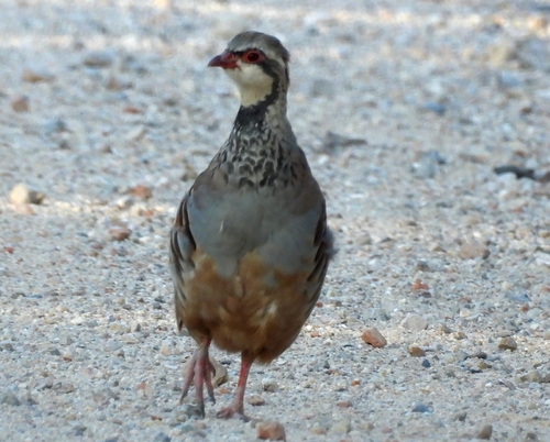 Red-legged Partridge