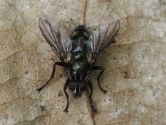 Rhinomorinia sarcophagina