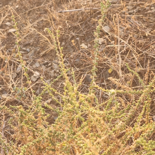 Mediterranean saltwort