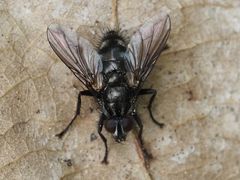 Rhinomorinia sarcophagina