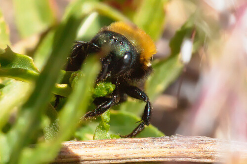 Osmia integra photo 4