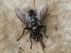 Rhinomorinia sarcophagina