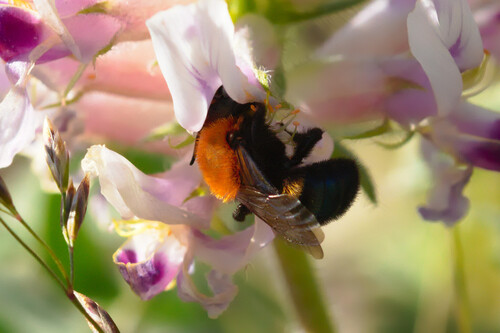 Osmia integra