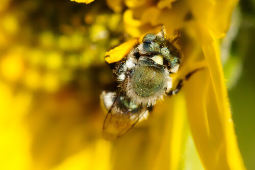 California Mason Bee