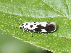Ethmia quadrillella