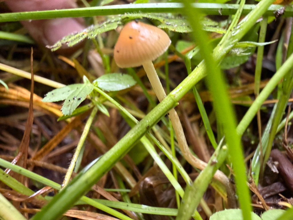Psilocybe sp. 'PNW02' · August 2026 · photo: Photo: (c) Michael Tidwell, some rights reserved (CC BY) · iNaturalist