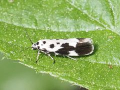Ethmia quadrillella