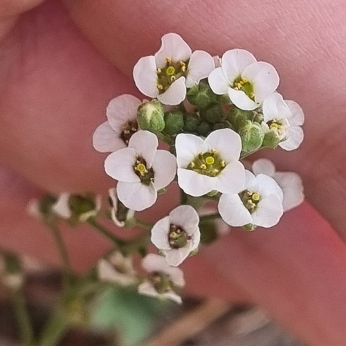 sweet alyssum