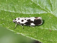 Ethmia quadrillella