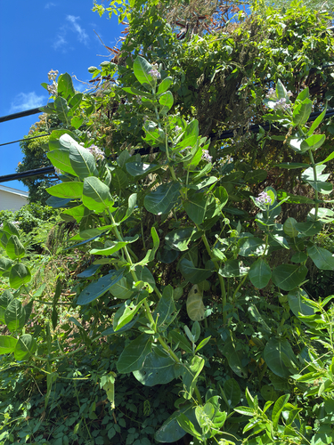 Calotropis gigantea observed 2026-08-22