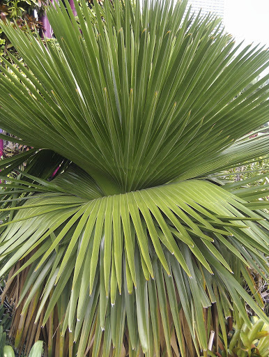 Copernicia macroglossa