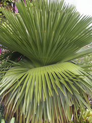 Copernicia macroglossa