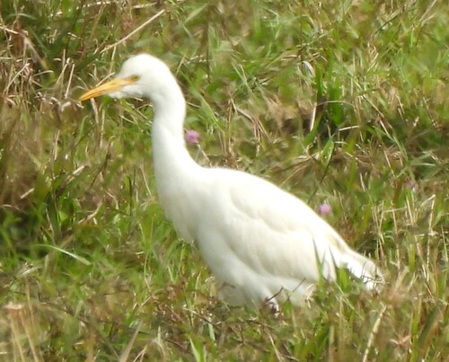 Eastern Cattle-Egret
