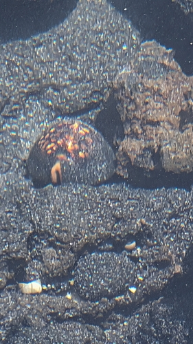 Mauritia mauritiana observed 2026-08-22