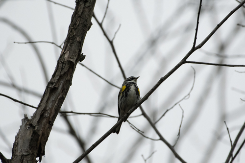 Yellow-rumped Warbler photographed in Vermont