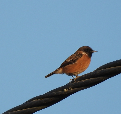 European Stonechat