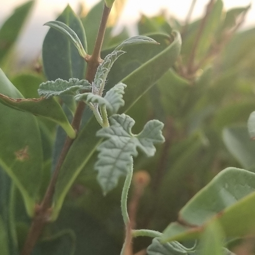 Mallow Bindweed