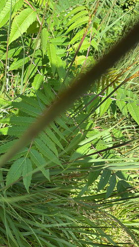 smooth sumac