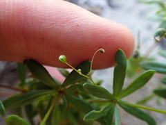 Pharnaceum thunbergii