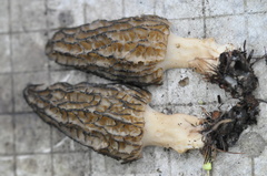 Morchella importuna